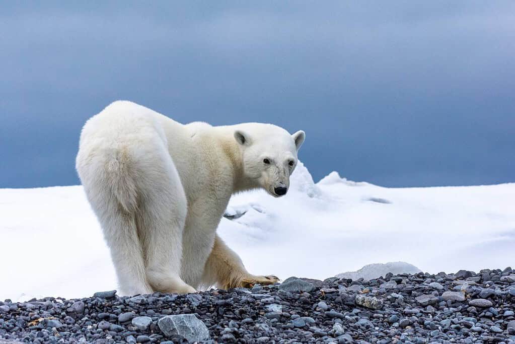 Arctic expedition cruise/Svalbard