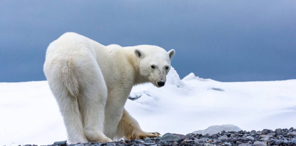 Arctic expedition cruise/Svalbard