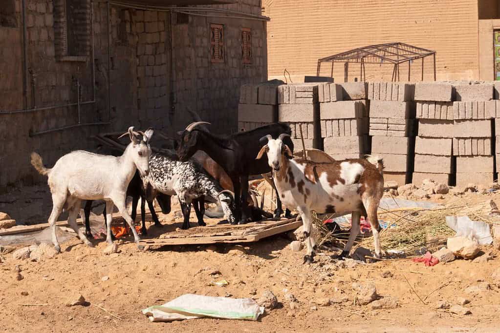 Tarim Yemen