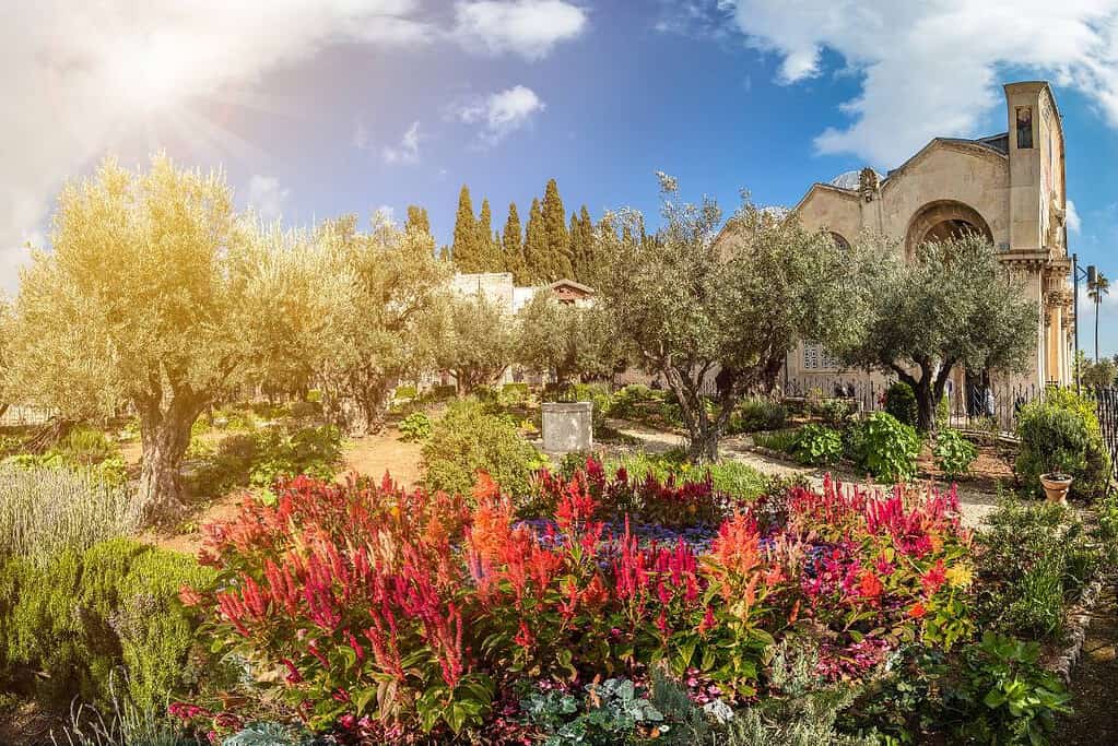 The garden of Gethsemane