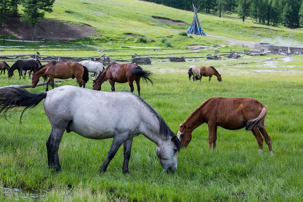 Tsenkher Hot spring Mongolia