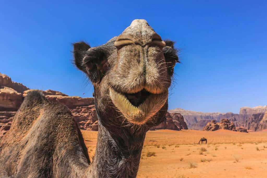 Wadi Rum Jordan