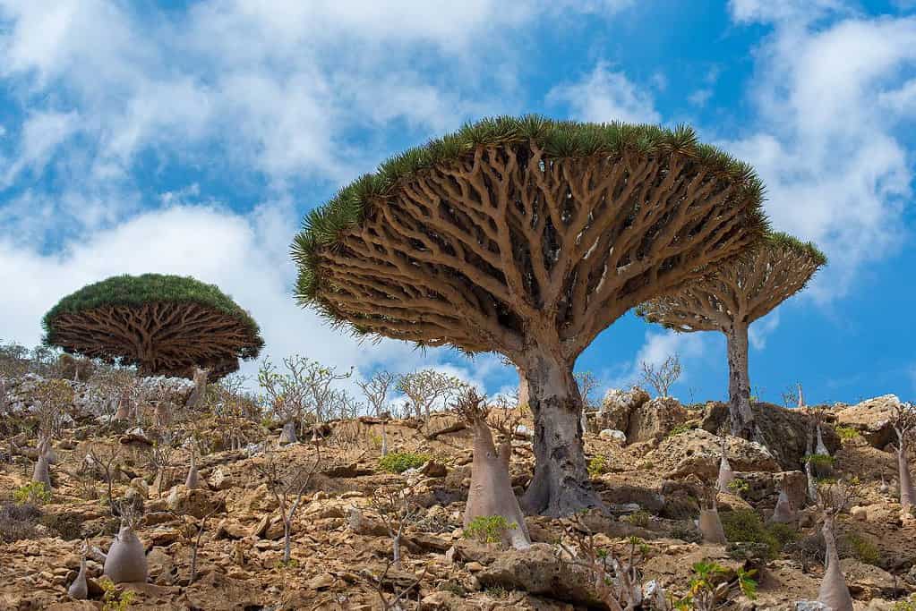 Socotra Yemen