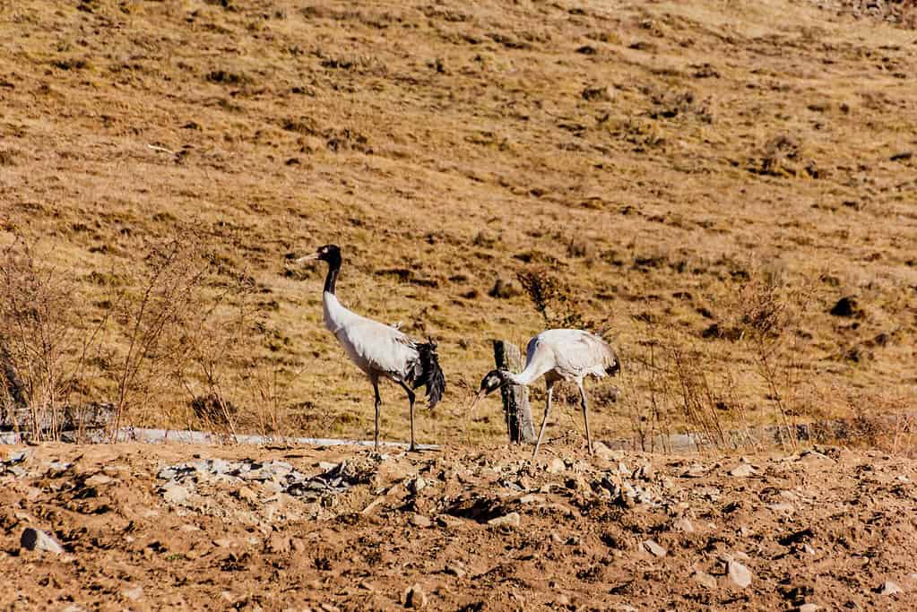 Bumdeling Wildlife Sanctuary UNESCO sites Bumdeling Wildlife Sanctuary
