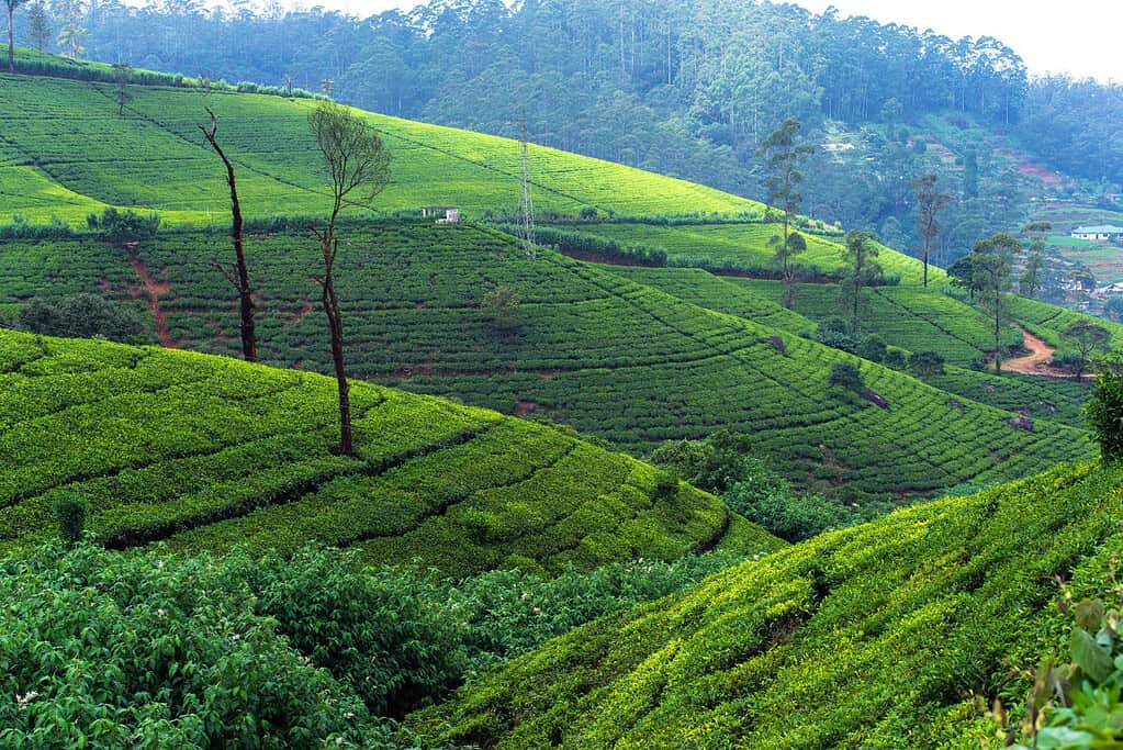 Central Highlands of Sri Lanka Central Highlands of Sri Lanka