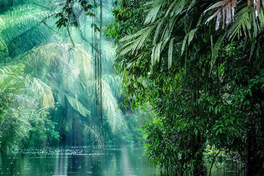 Colchic Rainforests and Wetlands UNESCO sites Colchic Rainforests and Wetlands
