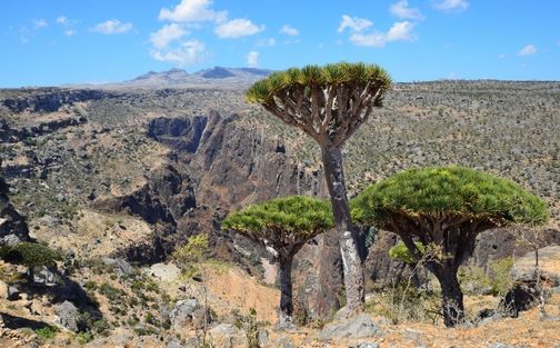 Diksam Plateau Socotra Island Diksam Plateau Socotra Island