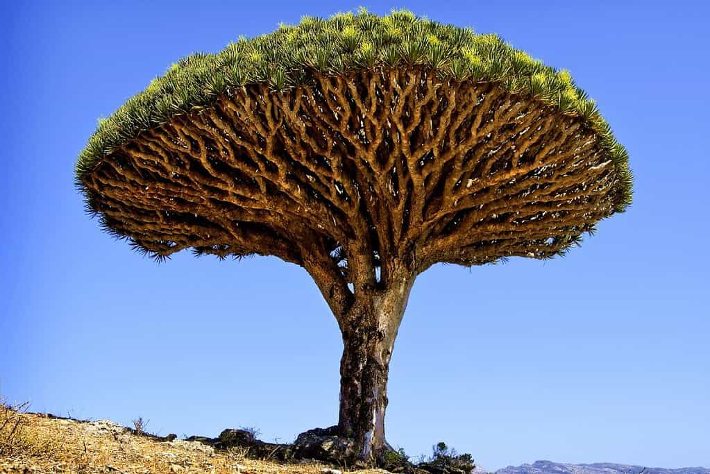 Dragon Blood Tree Dragon Blood Tree