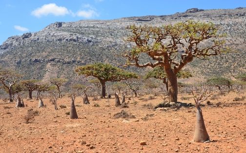 Homhil National Park Socotra Island Homhil National Park Socotra Island