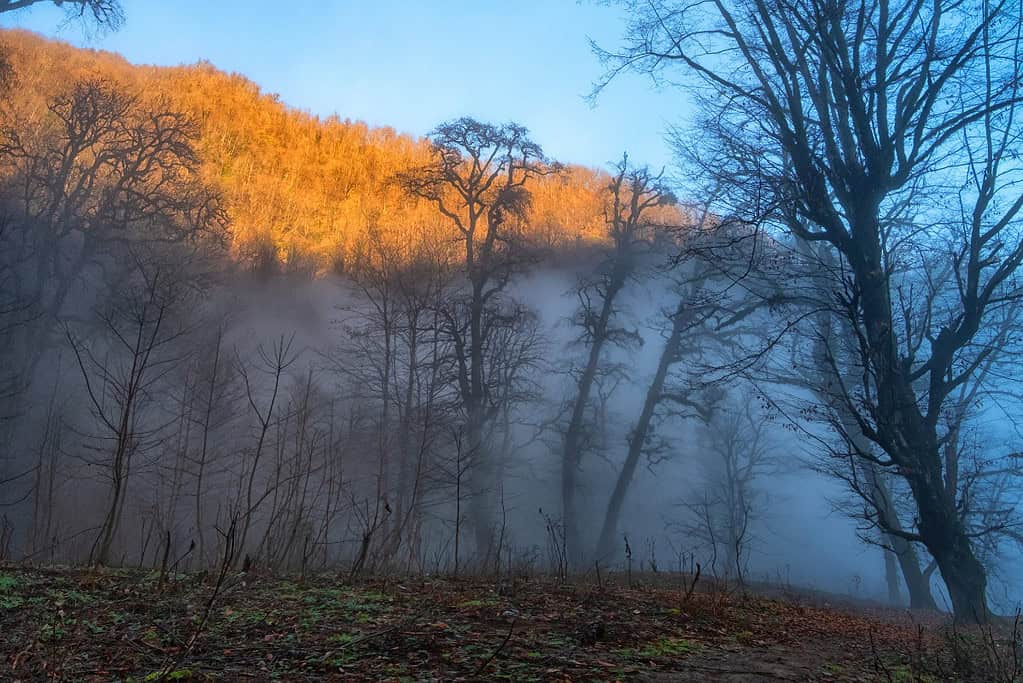 Hyrcanian Forests Hyrcanian Forests