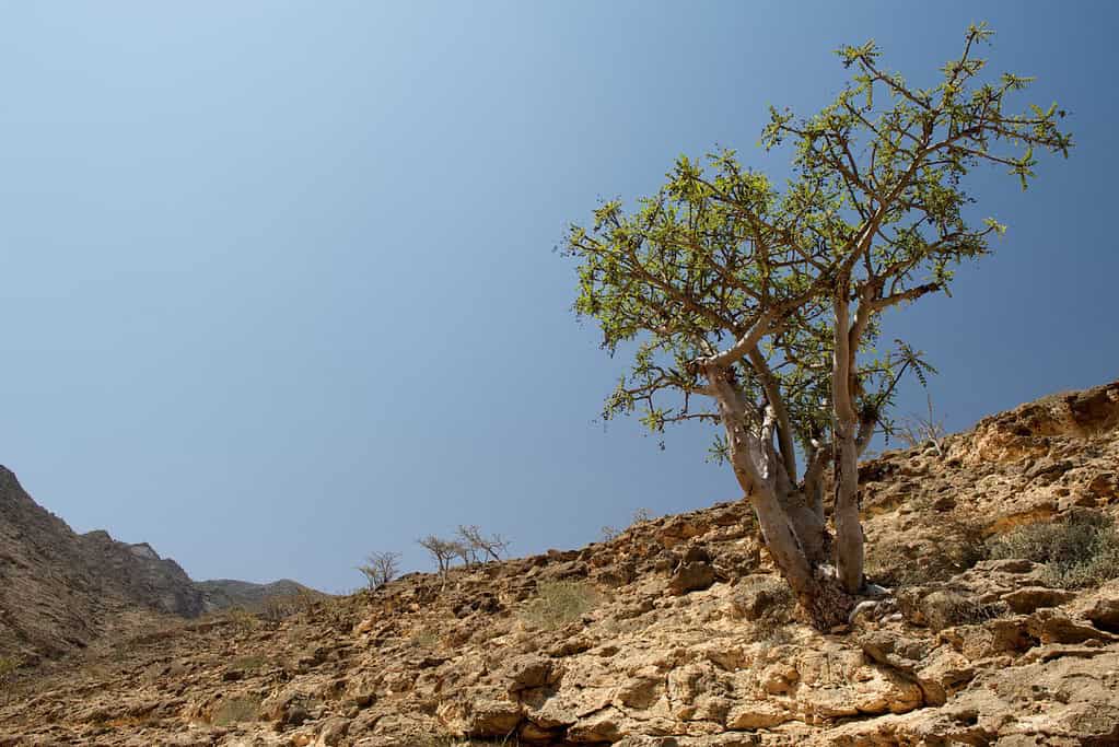 Land of Frankincense UNESCO sites Land of Frankincense