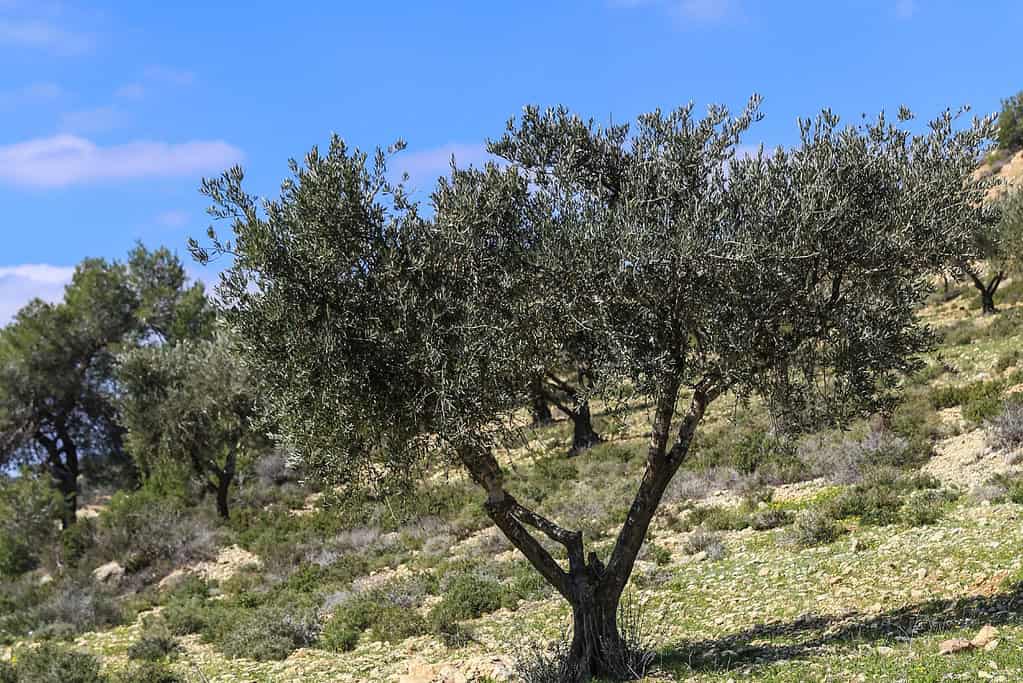 Palestine Land of Olives and Vines – Cultural Landscape of Southern Jerusalem Palestine_ Land of Olives and Vines – Cultural Landscape of Southern Jerusalem