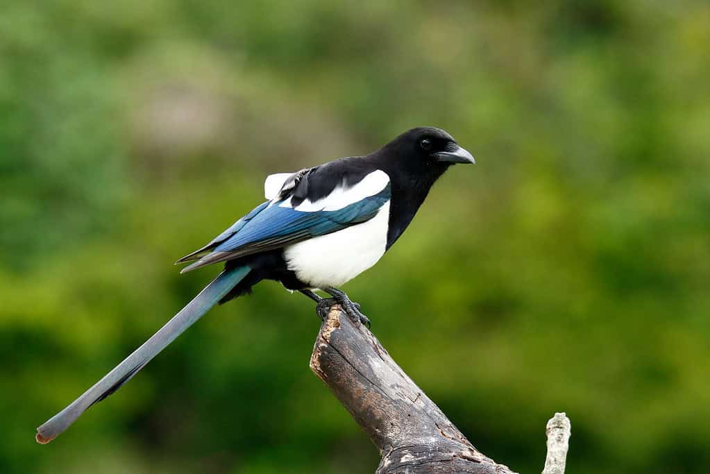 Sakteng Wildlife Sanctuary SWS UNESCO sites Sakteng Wildlife Sanctuary (SWS)