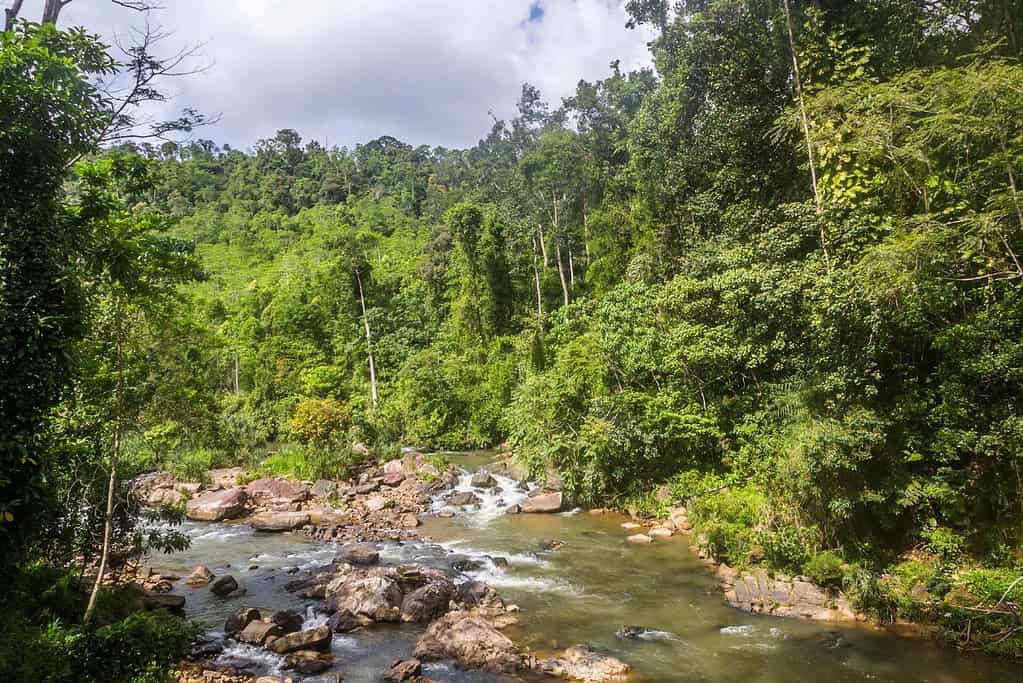 Sinharaja Forest Reserve 30 Sinharaja Forest Reserve