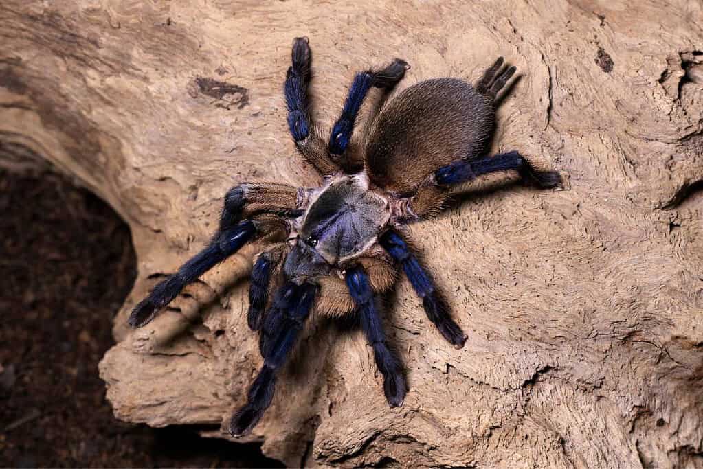 Socotra Blue Baboon Tarantula Socotra Blue Baboon Tarantula