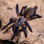 Socotra Blue Baboon Tarantula Socotra Blue Baboon Tarantula