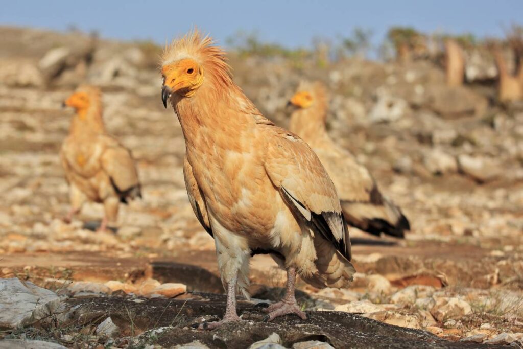 Socotra Egyptian vulture