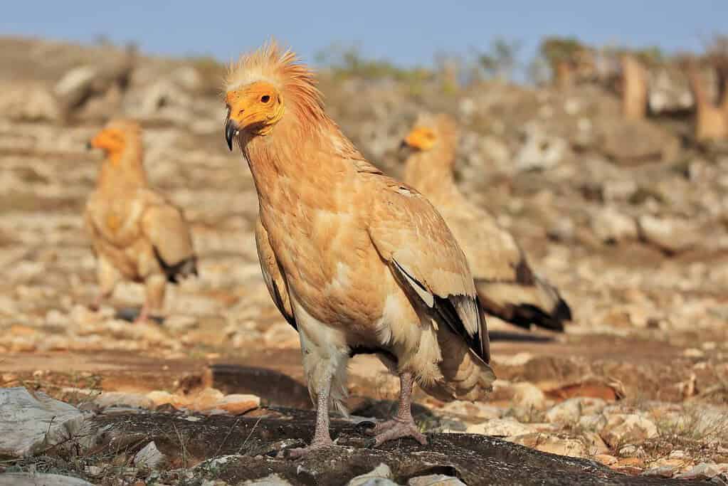 Socotra Egyptian vulture Socotra Egyptian vulture