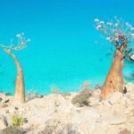 Socotra Island - A Guide to Yemen's Natural Wonder Socotra Island