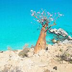 Socotra Island Socotra Island - A Guide to Yemen's Natural Wonder Socotra Island