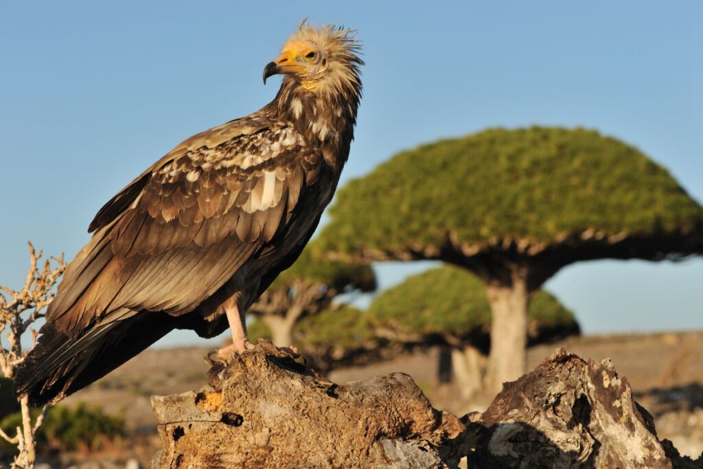 Socotra Island animals