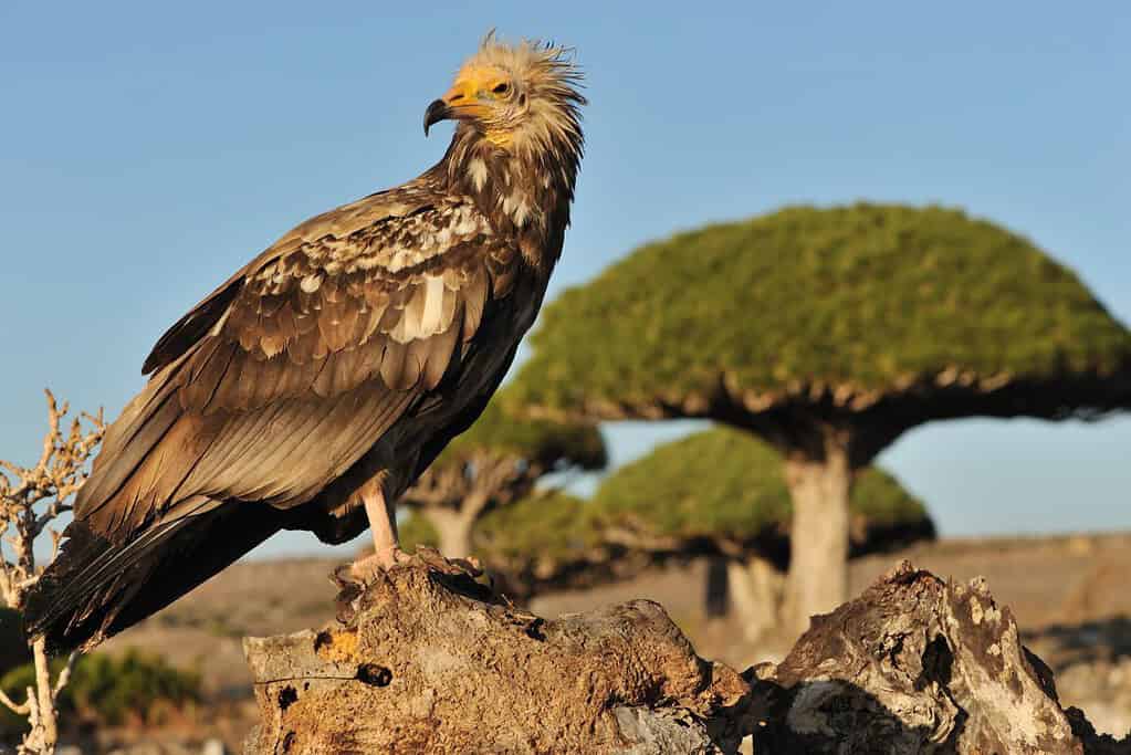 Socotra Island Animals Socotra Island animals