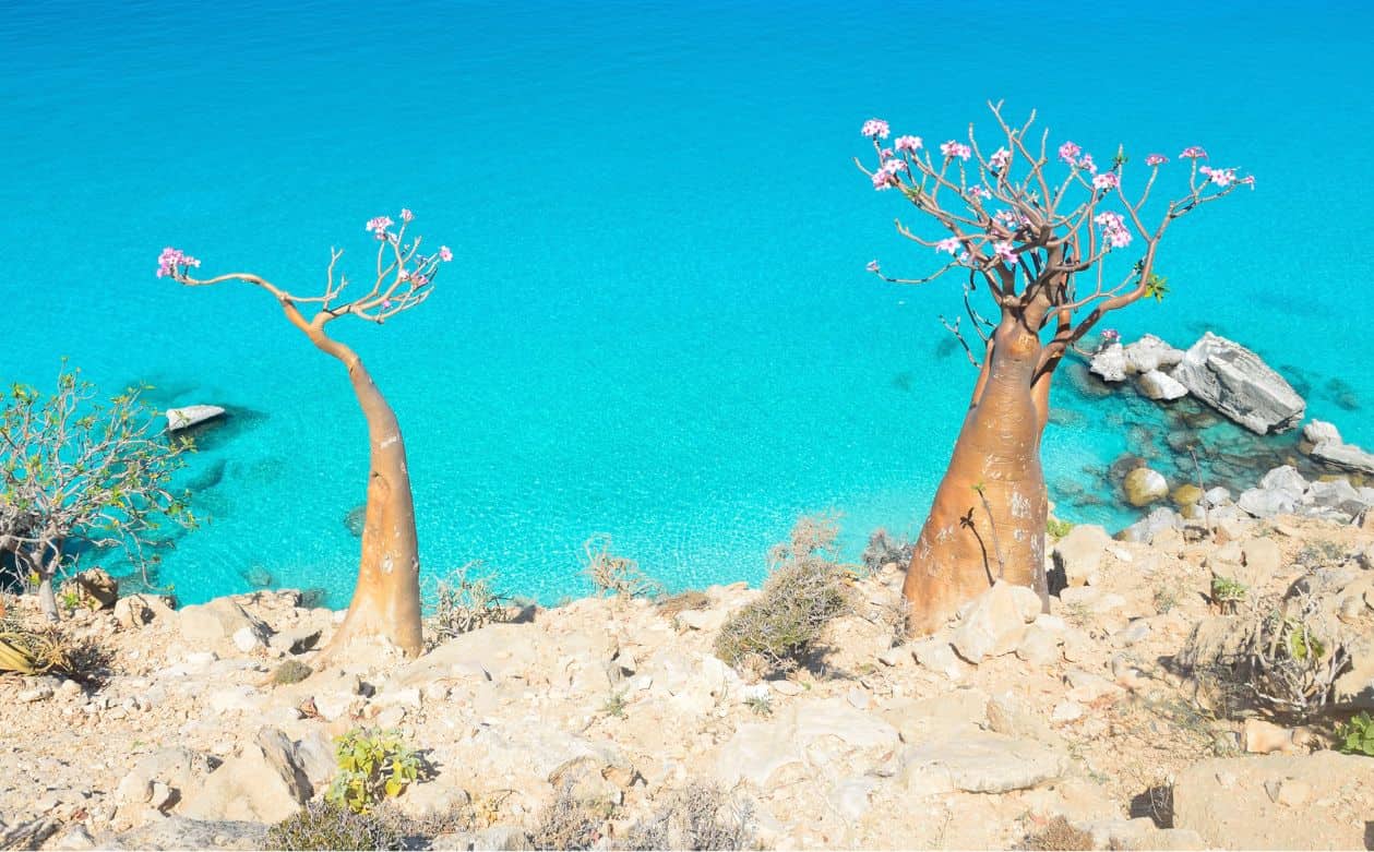 Socotra Island