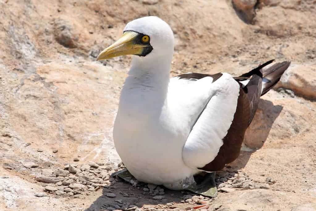 Socotra Masked booby Socotra Masked booby