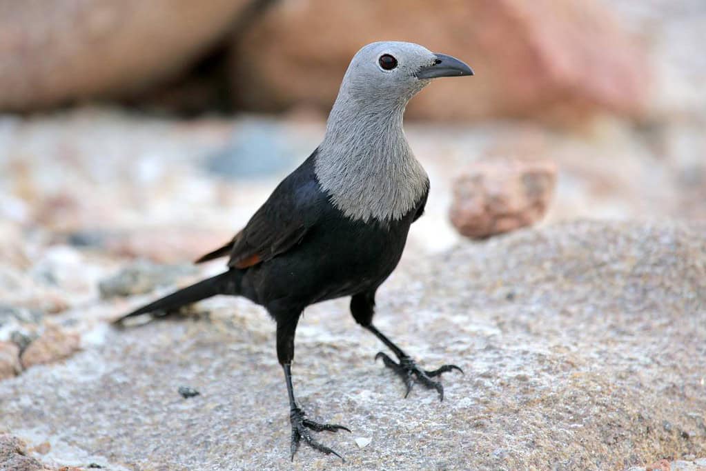 Socotra Starling Socotra Starling