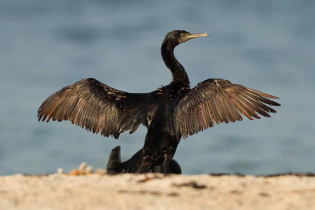 Socotra cormorant Socotra cormorant