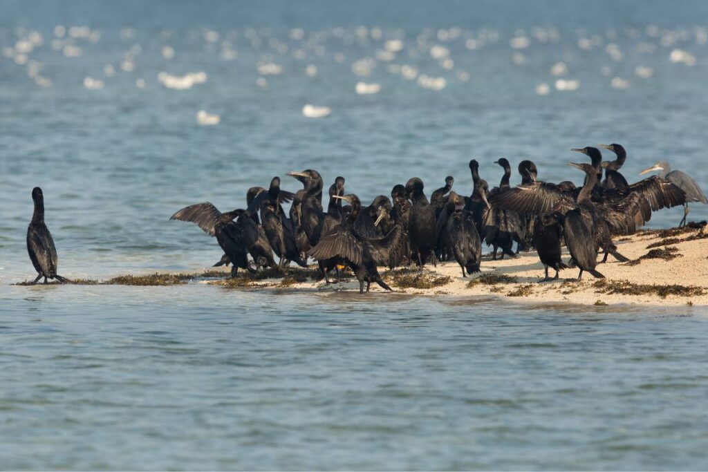 Socotra cormorants