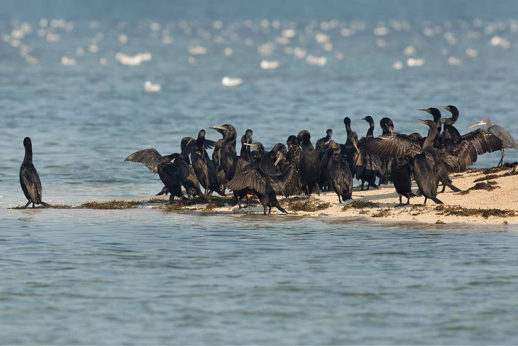Socotra cormorants Socotra cormorants