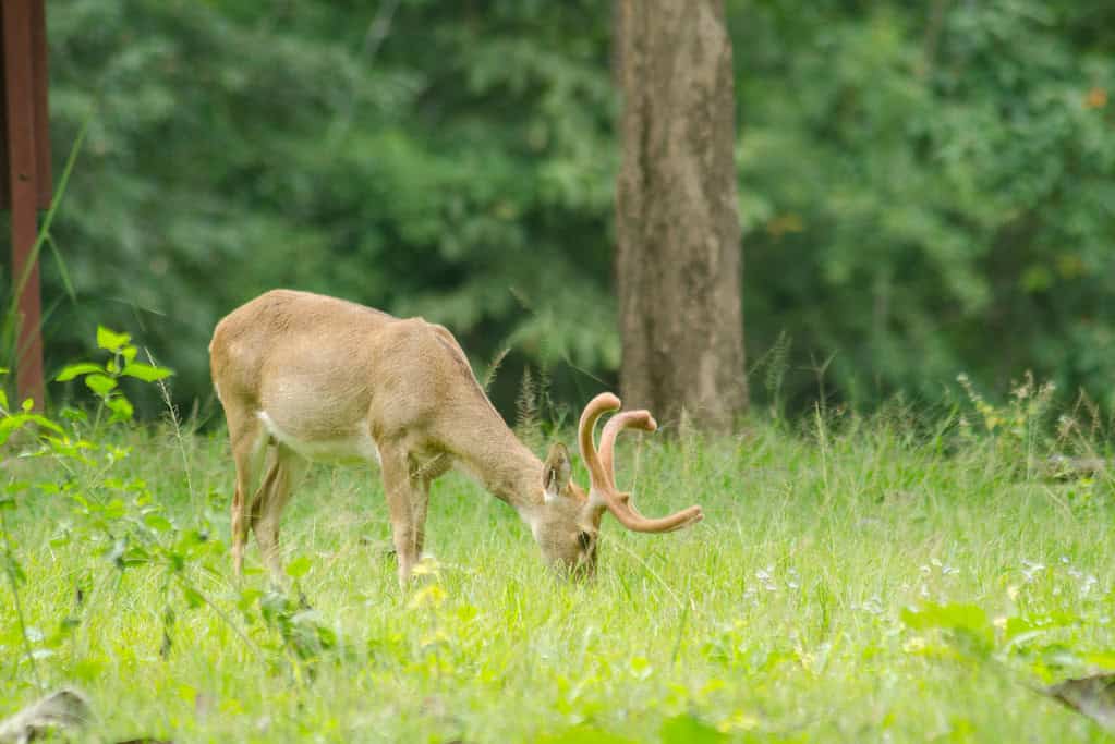 Thungyai Huai Kha Khaeng Wildlife Sanctuaries UNESCO sites Thungyai-Huai Kha Khaeng Wildlife Sanctuaries