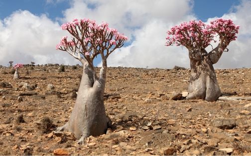 Two Brothers Tree Socotra Island