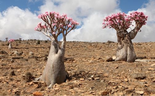 Two Brothers Tree Socotra Island Two Brothers Tree Socotra Island