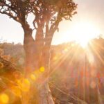 Wadi Shibanm Socotra Island Wadi Shibanm Socotra Island