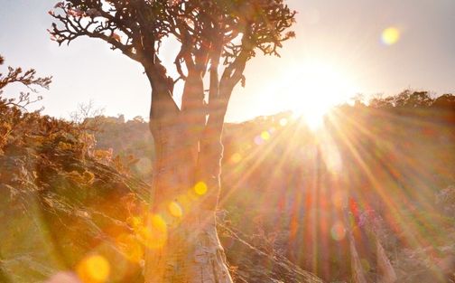 Wadi Shibanm Socotra Island Wadi Shibanm Socotra Island