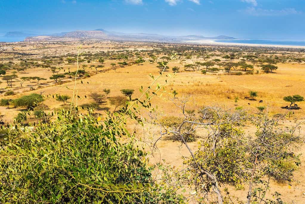 Abijatta Shalla National Park Abijatta-Shalla National Park