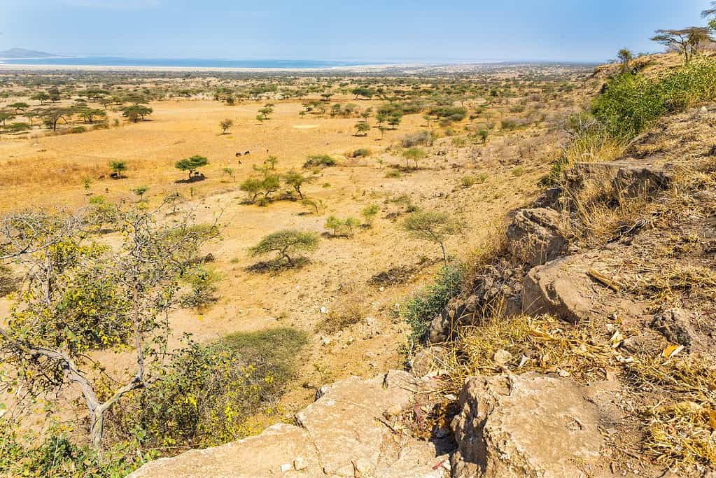 Abijatta Shalla National Park 2 Abijatta-Shalla National Park