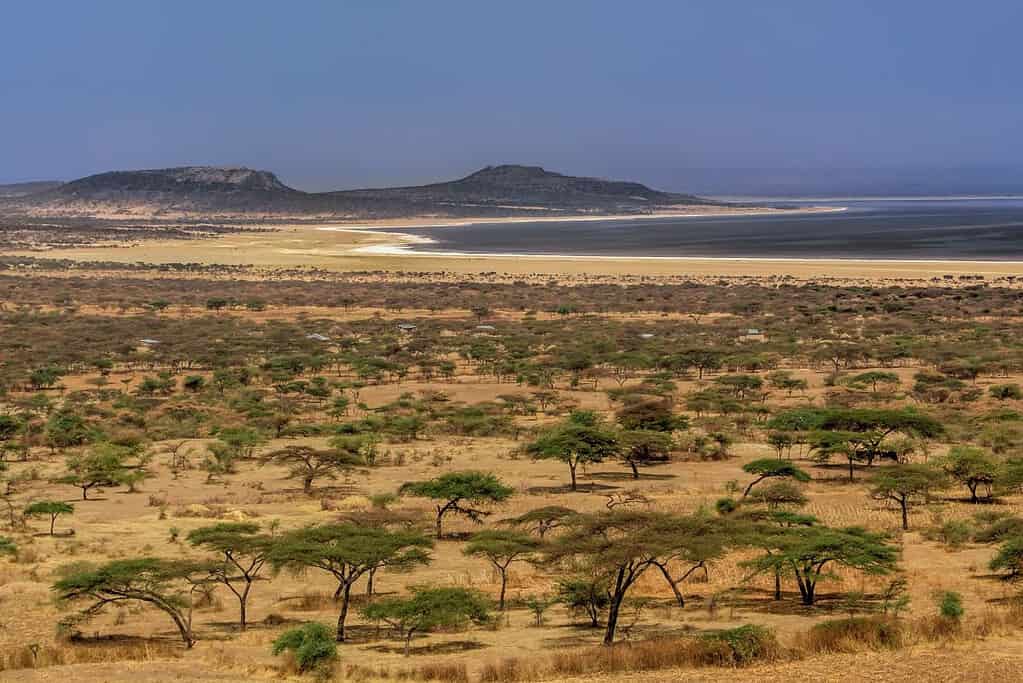 Abijatta Shalla National Park Ethiopia 1 Abijatta-Shalla National Park - Ethiopia