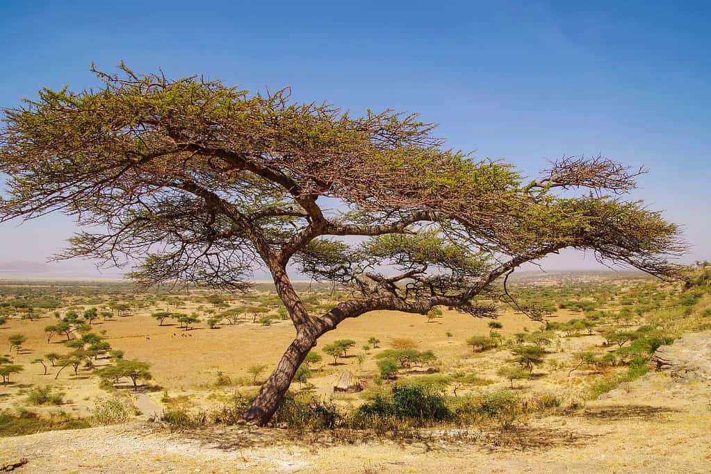 Abijatta Shalla National Park Ethiopia 2 Abijatta-Shalla National Park - Ethiopia