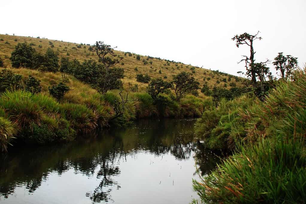 Horton Plains National Park 10 Horton Plains National Park