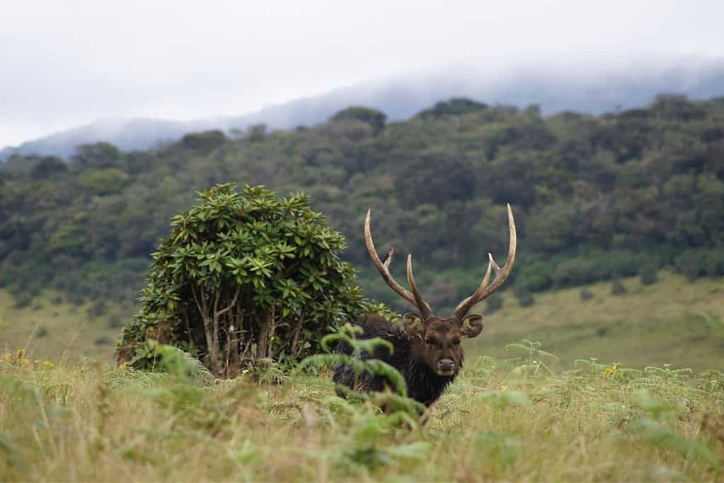 Horton Plains National Park 7 Horton Plains National Park