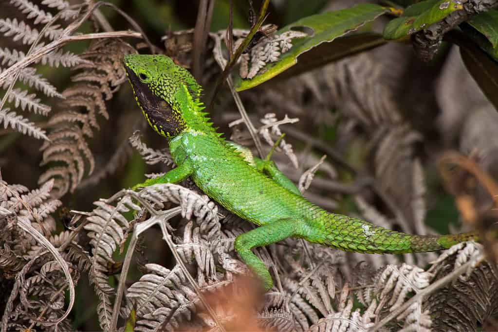 Horton Plains National Park 8 Horton Plains National Park