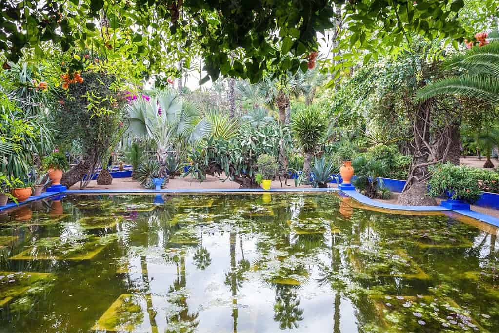 Jardin Majorelle 3 Jardin Majorelle