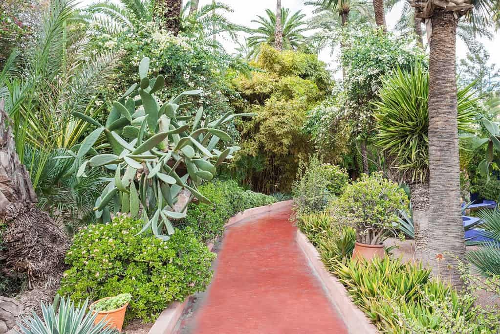 Jardin Majorelle 5 Jardin Majorelle