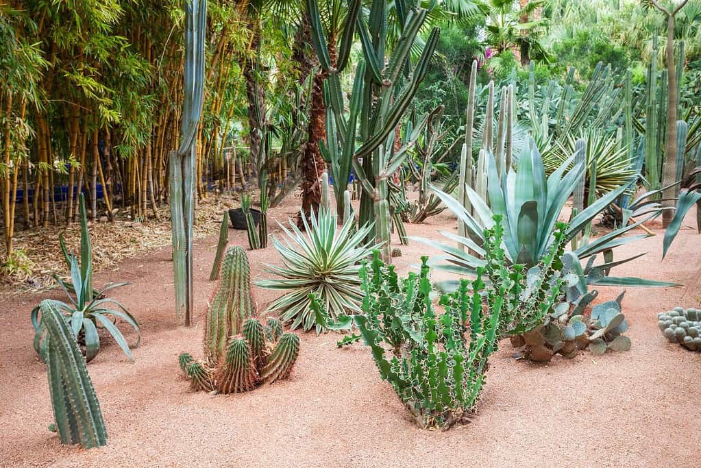 Jardin Majorelle 8 Jardin Majorelle