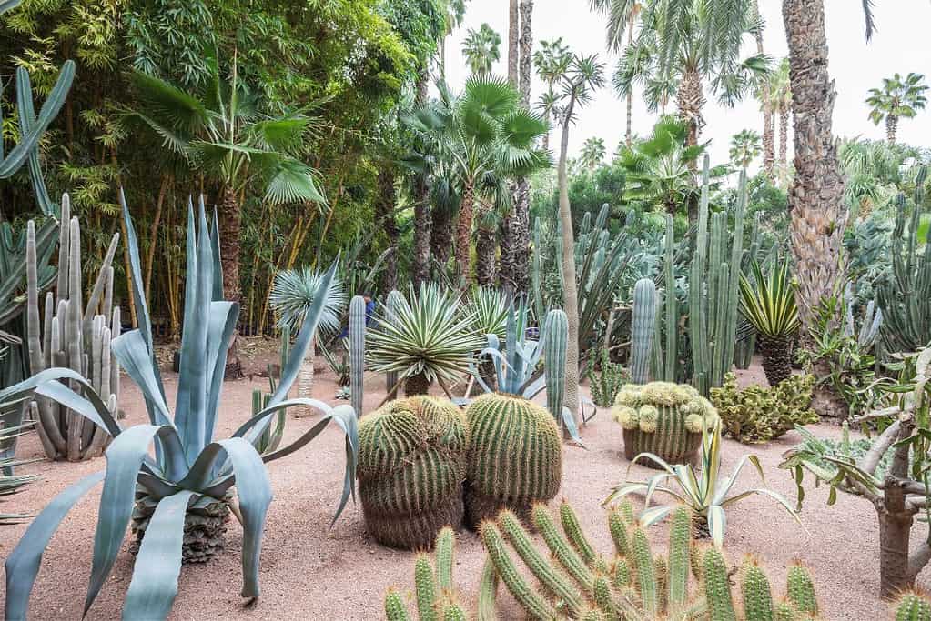 Jardin Majorelle Marrakech Jardin Majorelle Marrakech