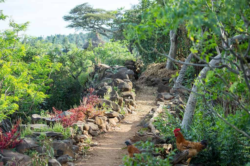 Konso Cultural Landscape 10 Konso Cultural Landscape