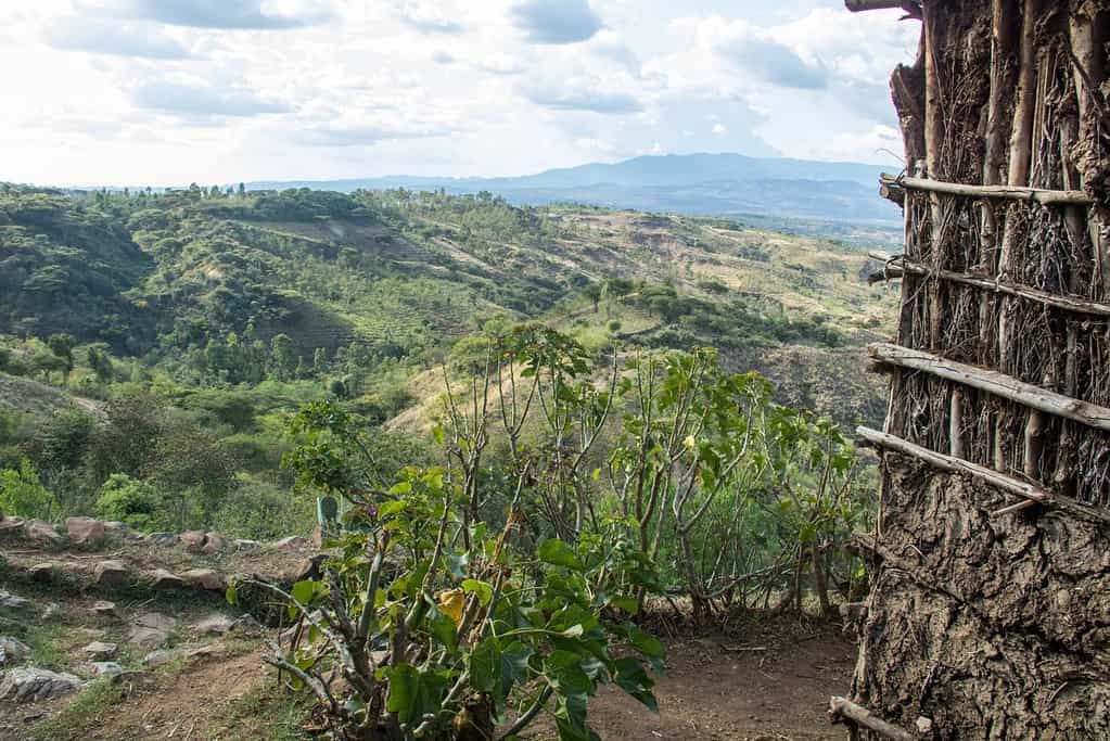 Konso Cultural Landscape 7 Konso Cultural Landscape